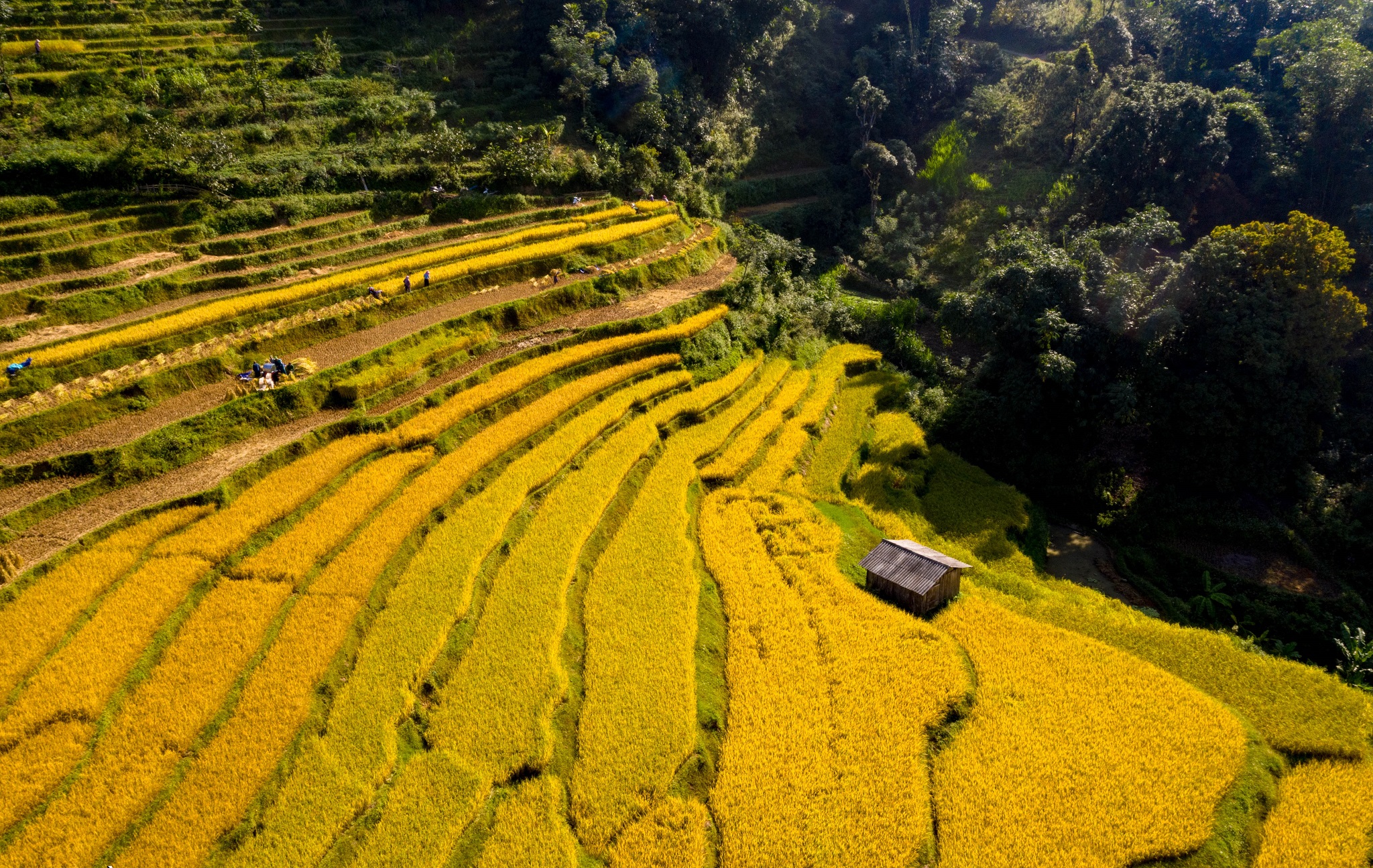 Một tháng tận hưởng mùa vàng Cao Bằng