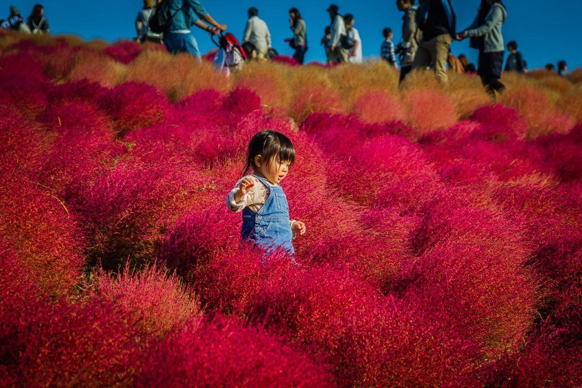 TSTtourist-mua-co-kochia-nhuom-do-khap-nhat-ban-2