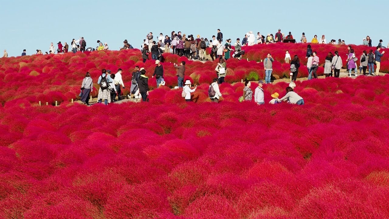 TSTtourist-mua-co-kochia-nhuom-do-khap-nhat-ban-6