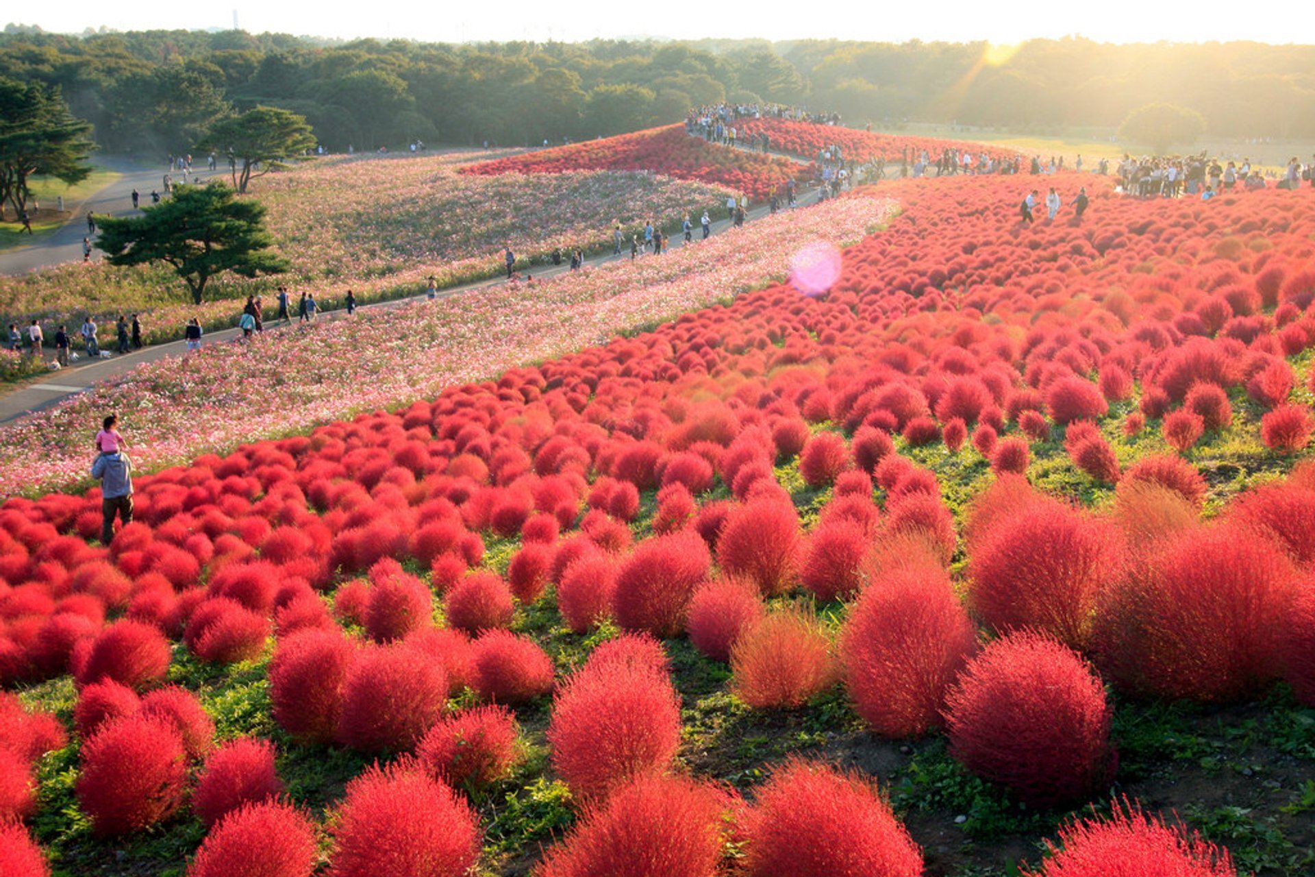 Mùa cỏ kochia nhuộm đỏ khắp Nhật Bản