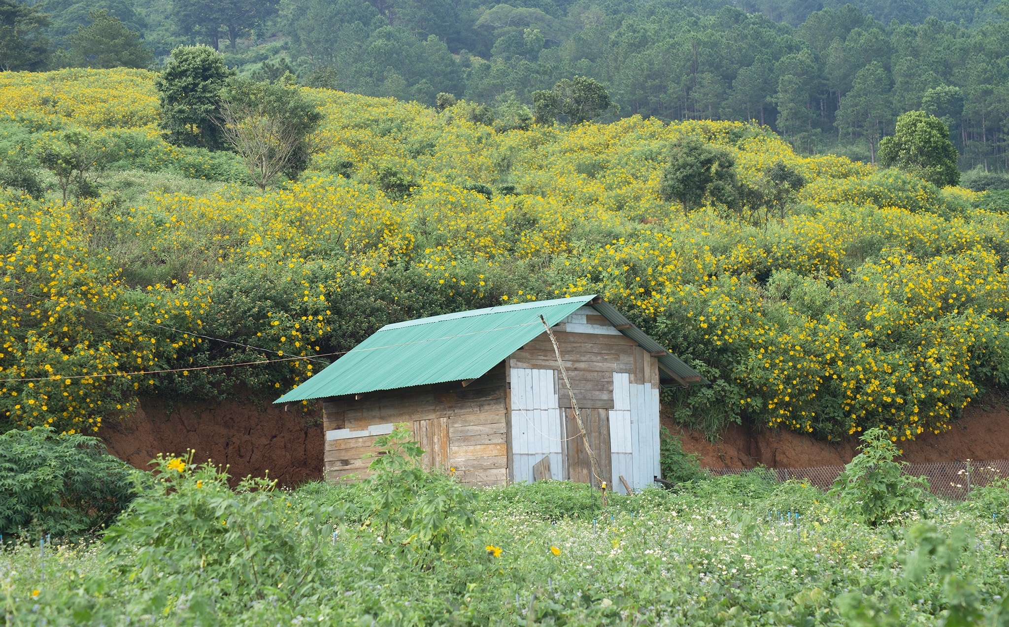 TSTtourist-da-quy-no-vang-o-ngoai-thanh-da-lat-10