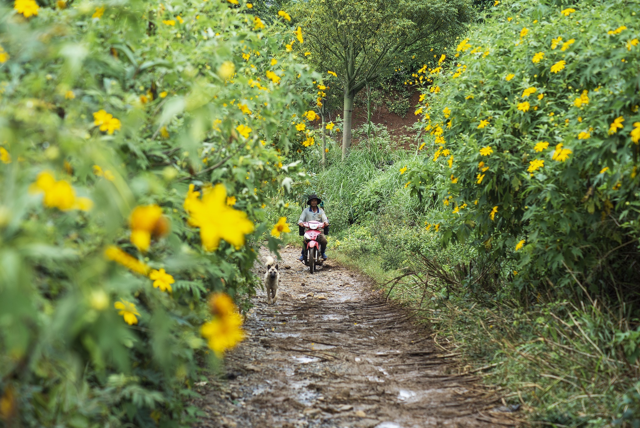 TSTtourist-da-quy-no-vang-o-ngoai-thanh-da-lat-2