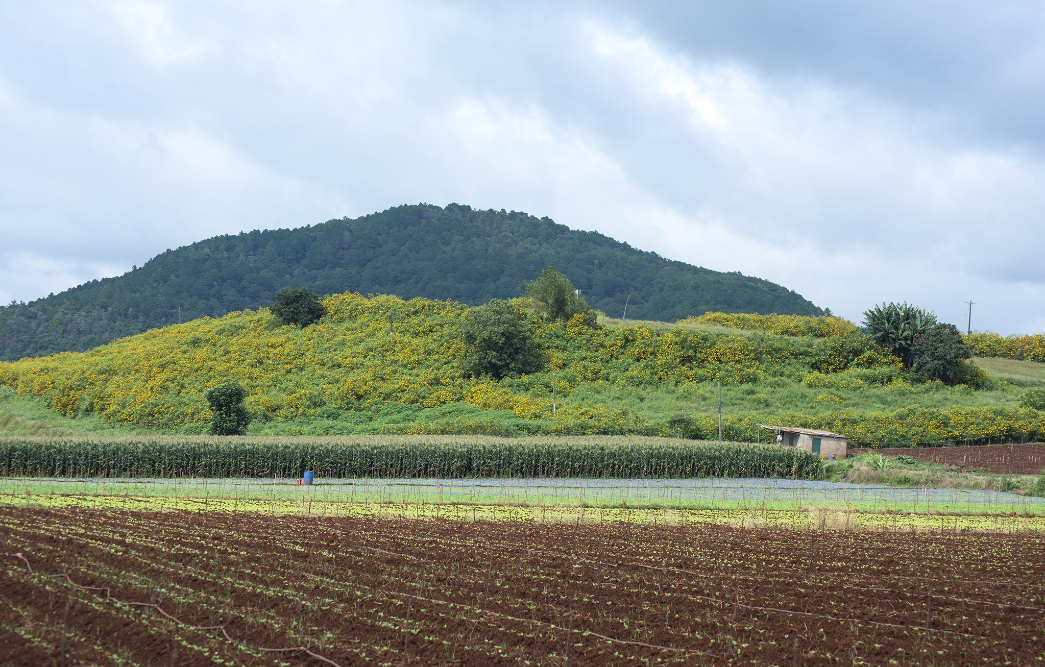 TSTtourist-da-quy-no-vang-o-ngoai-thanh-da-lat-5