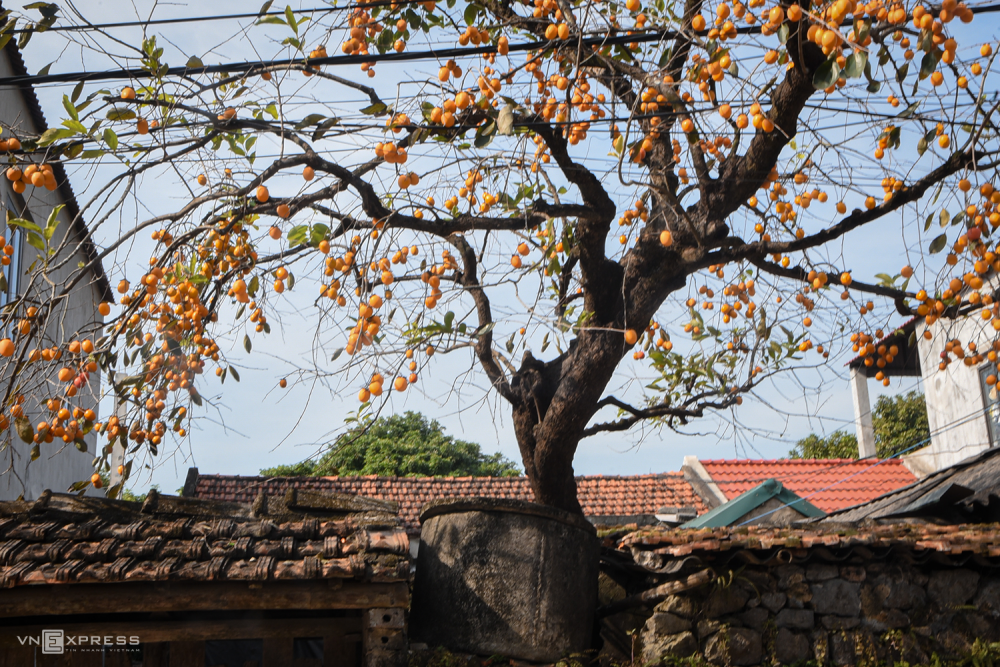 TSTtourist-cay-hong-co-vo-danh-o-ninh-binh-hut-du-khach-1