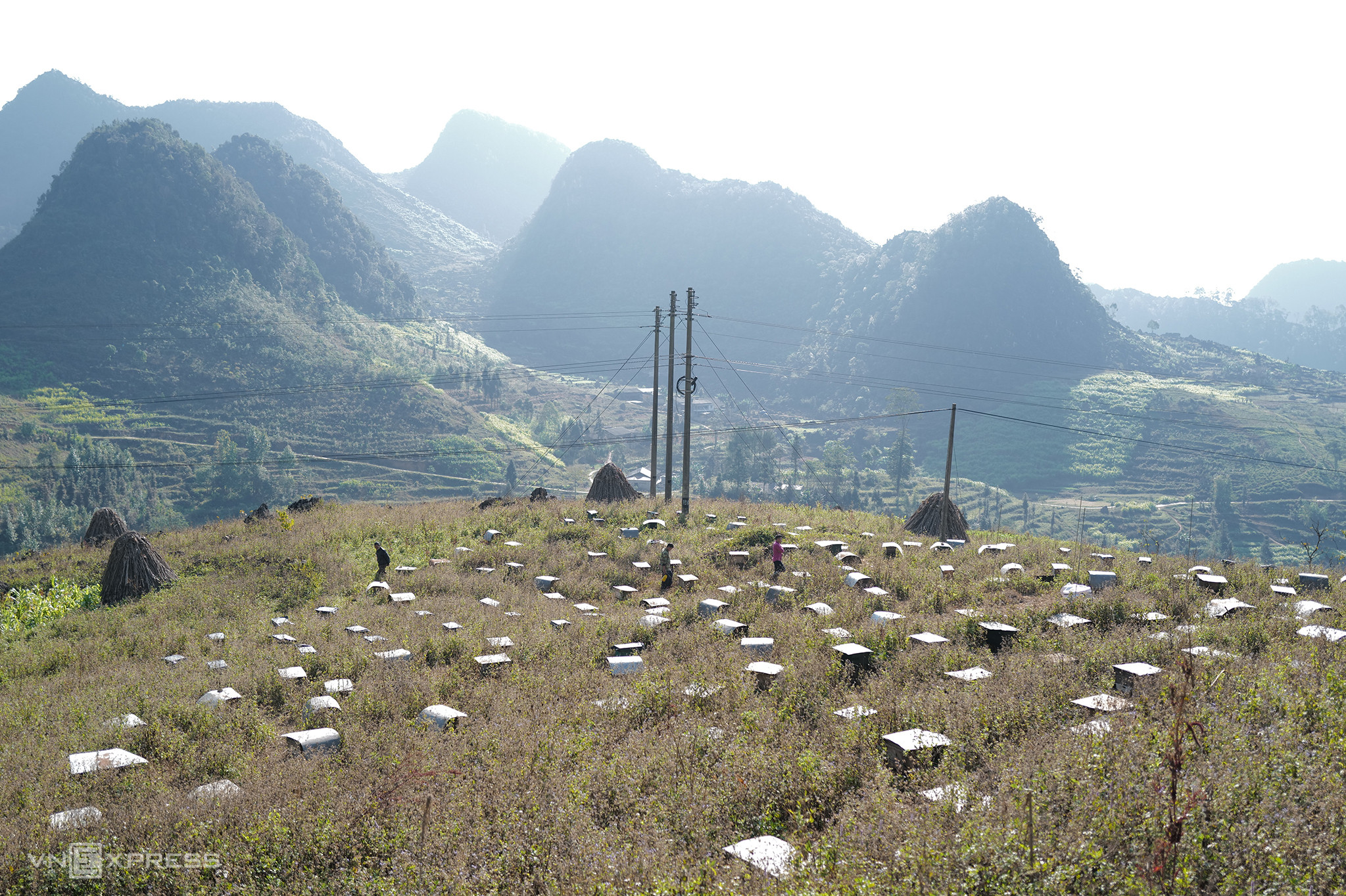 TSTtourist-mua-mat-ong-bac-ha-o-ha-giang-1