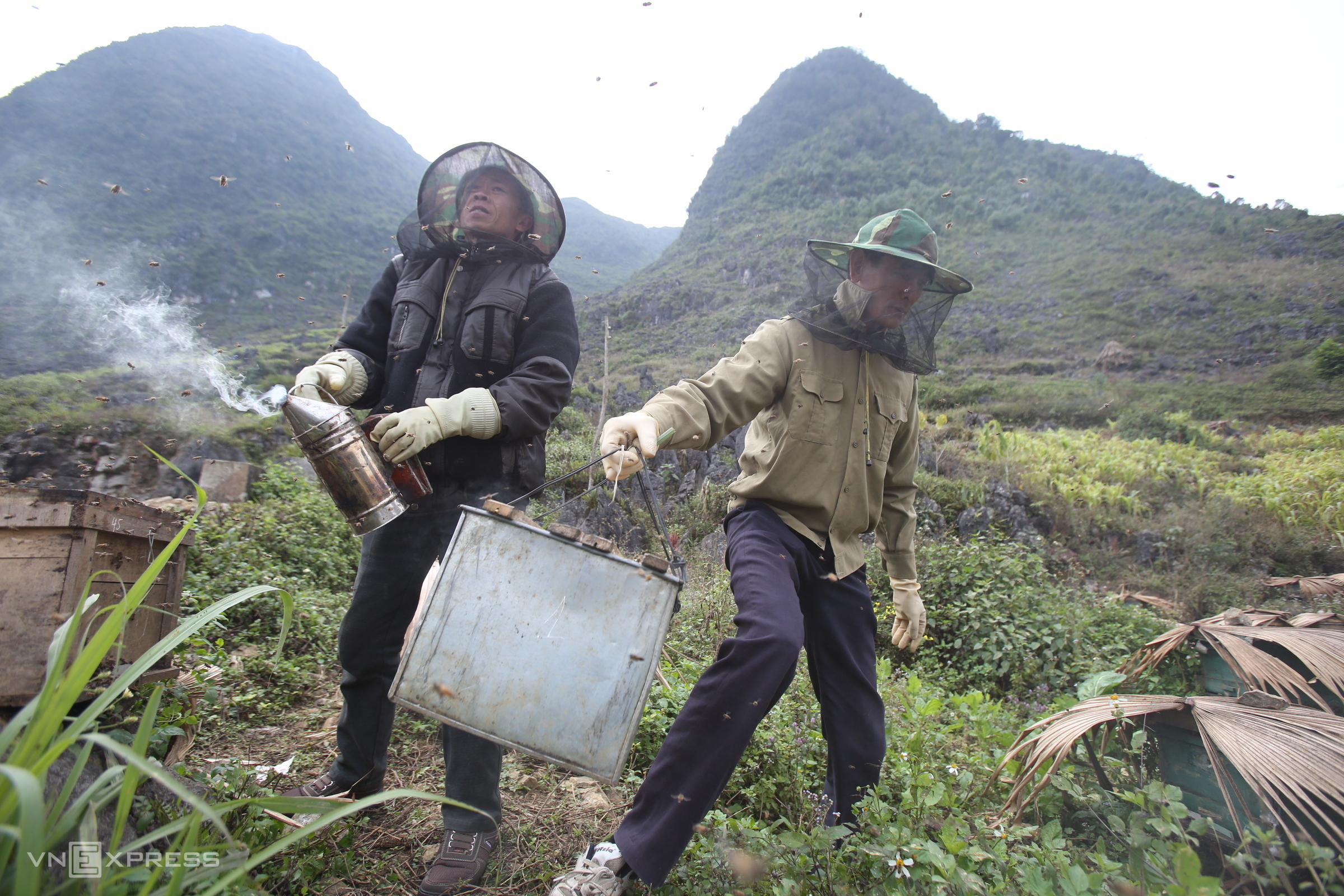 TSTtourist-mua-mat-ong-bac-ha-o-ha-giang-6