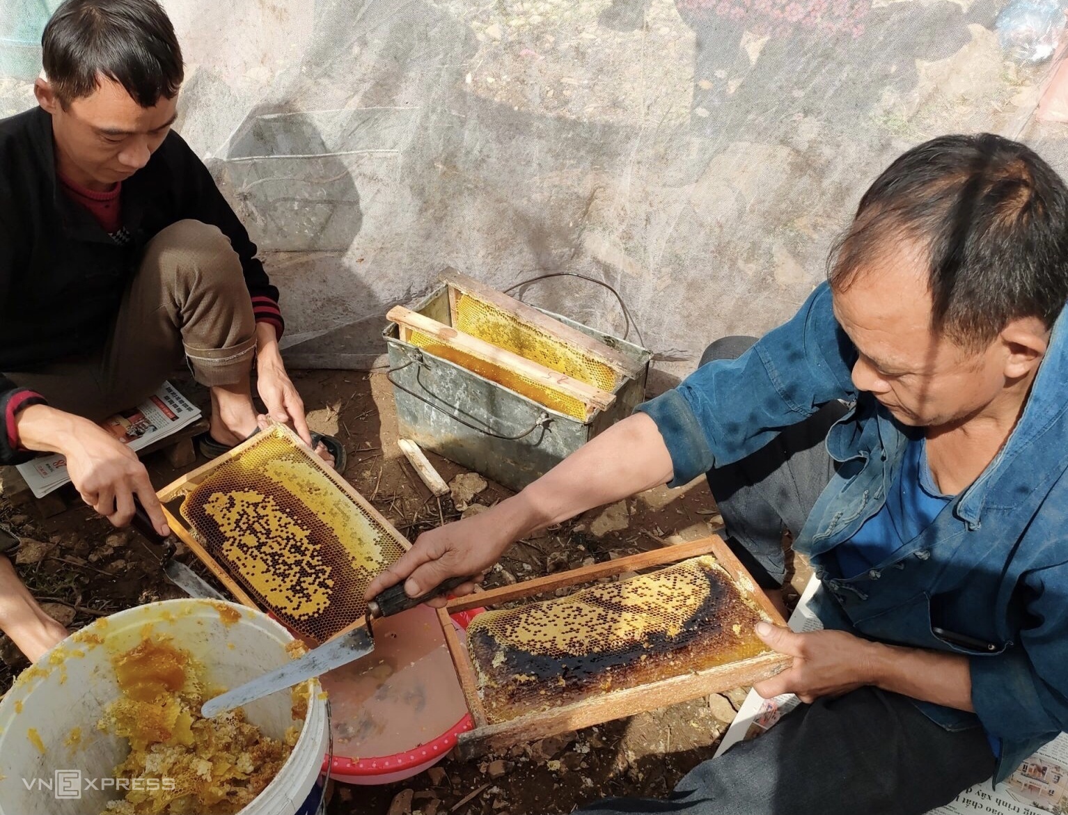 TSTtourist-mua-mat-ong-bac-ha-o-ha-giang-8