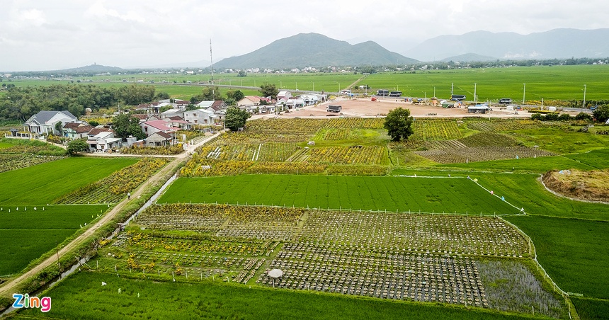 Bình Định quảng bá 'thủ phủ mai vàng'