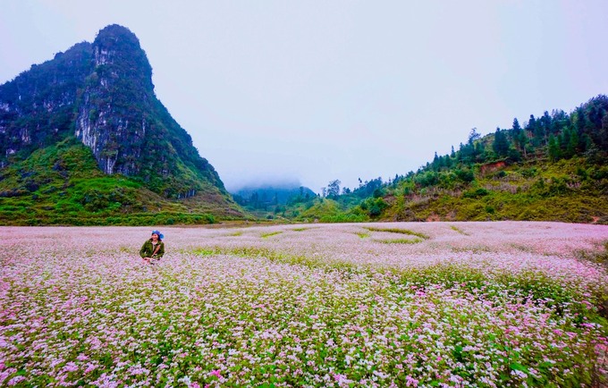 Lễ hội hoa tam giác mạch Hà Giang