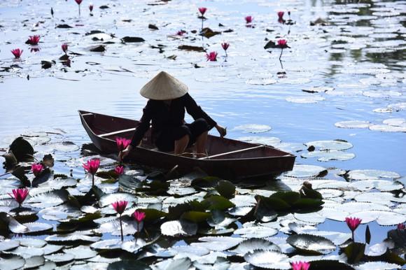 Hoa súng nở tím hai bên dòng suối Yến