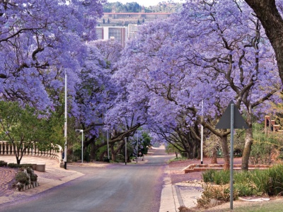 Johannesburg (Nam Phi)