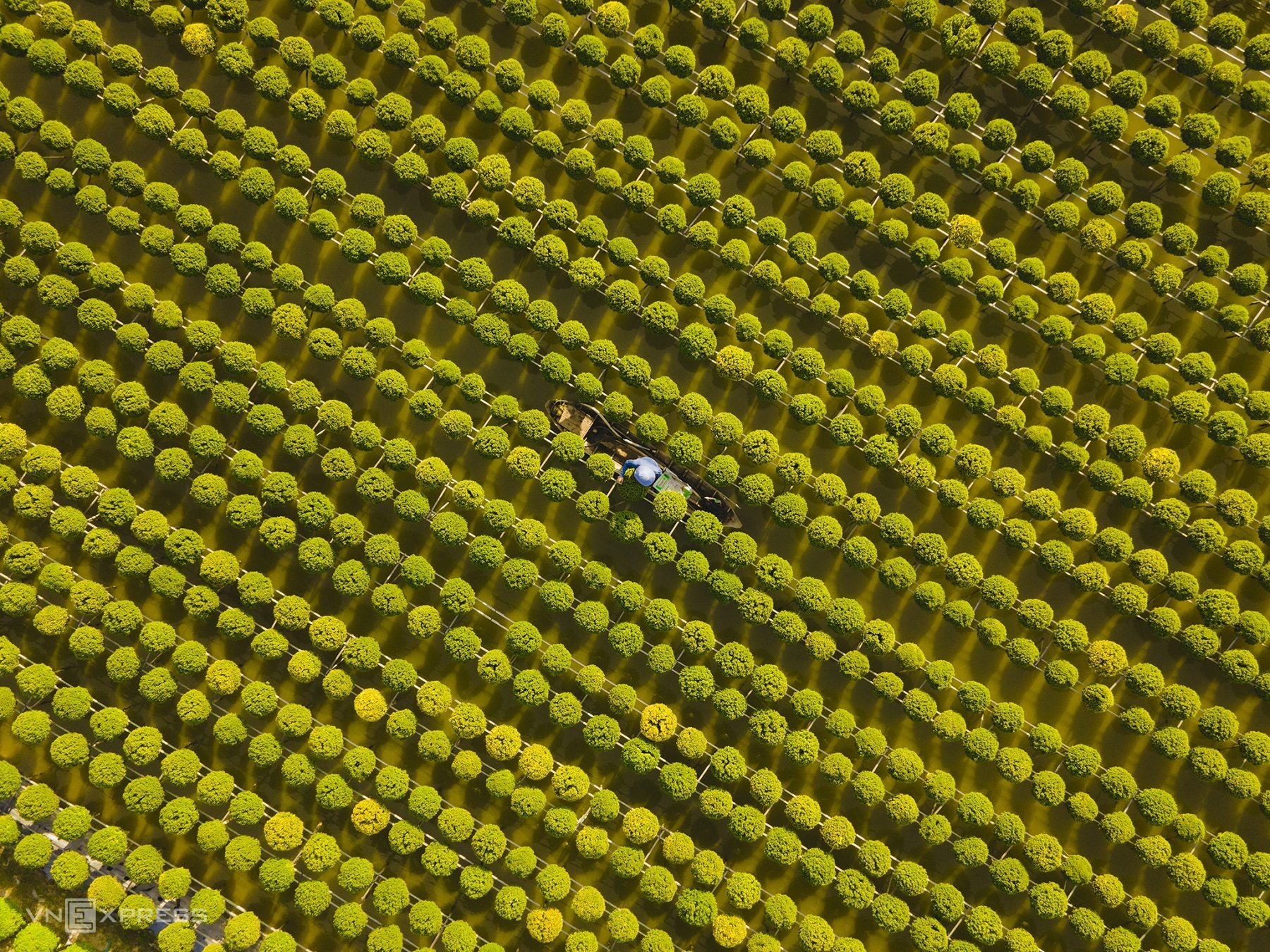 Ruộng hoa cúc mâm xôi, loài hoa chủ lực ở Sa Đéc, từ nụ màu xanh chớm nở vàng trong nắng sớm. Ảnh: Phạm Nguyên Bảo