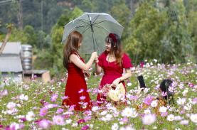 Vườn hoa ở Bình Định hút khách đầu năm