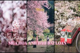 Mùa hoa anh đào Đài Loan