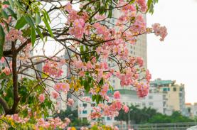 Mùa hoa kèn hồng nở sớm ở TP HCM