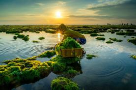 Mùa rêu nhuộm xanh bờ biển Ninh Thuận