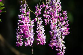 Sắc tím thàn mát phủ các tuyến đường trên bán đảo Sơn Trà