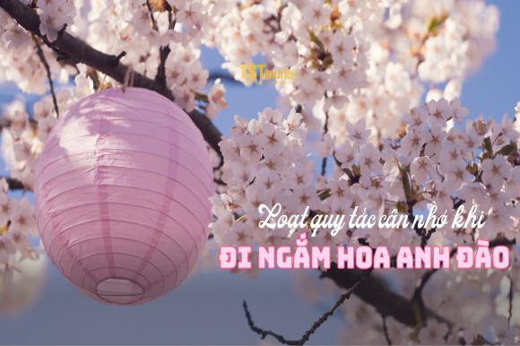 Loạt quy tắc cần nhớ khi đi ngắm hoa anh đào ở Nhật