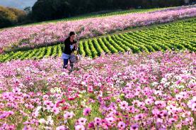 Công viên hoa rực rỡ quanh năm trên đảo nhỏ Nhật Bản