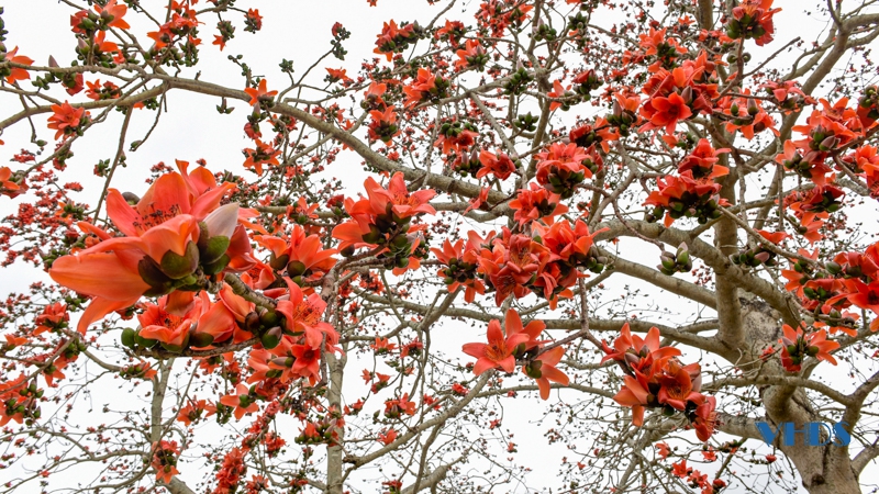 Những loài hoa “gọi tên” tháng Ba