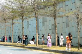 Hà Nội: Hàng cây bàng vàng thu hút người dân “check in” như ở xứ Hàn