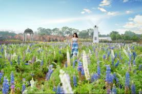 Giới trẻ ‘phát sốt’ với cánh đồng hoa đậu Lupin rực rỡ sắc màu giữa lòng Thủ đô
