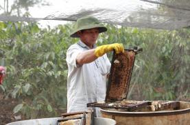 Mùa thu hoạch mật ong ở Đắk Lắk