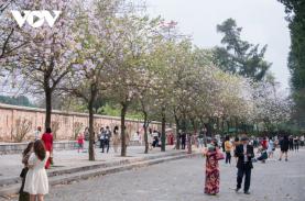 Người dân Thủ đô thích thú đi chụp hoa ban trên đường Bắc Sơn