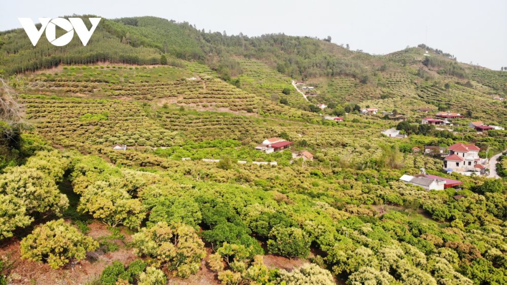 TSTtourist-lac-vao-vuon-hoa-vai-dep-me-hon-o-luc-ngan-bac-giang-1