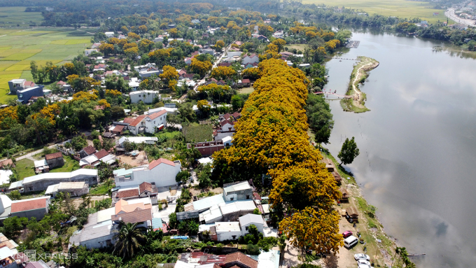 Lễ hội hoa sưa Tam Kỳ diễn ra trong ba ngày