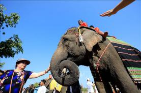 Du lịch thân thiện cùng voi - Bảo tồn để phát triển