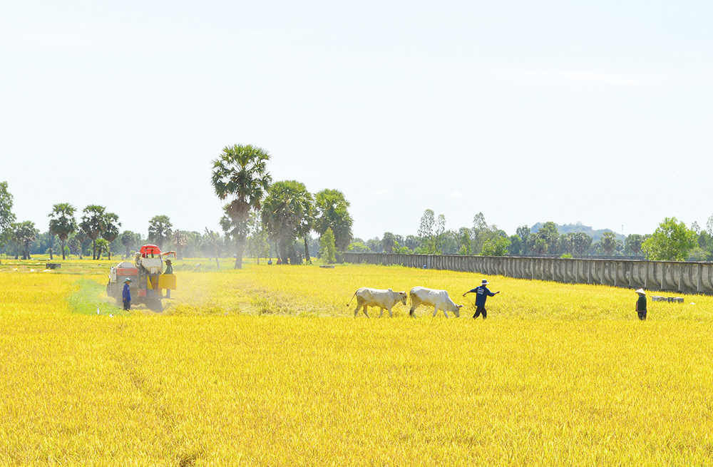 Bảy Núi mùa khô