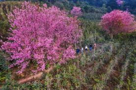 Đà Lạt và hai loài hoa nhung nhớ