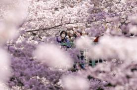 Hoa anh đào mãn khai ở Tokyo