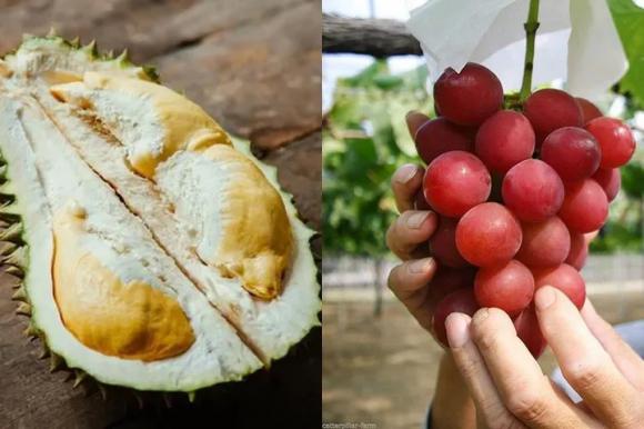 6 loại trái cây đắt nhất thế giới, bạn có dám bỏ 15 triệu mua 1 quả sầu riêng?