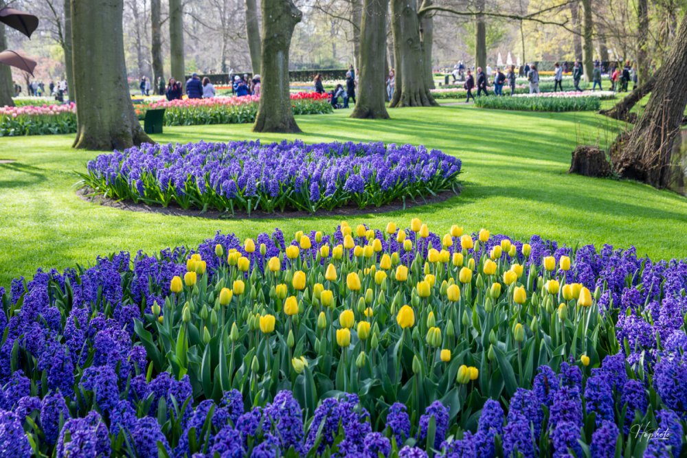 Mùa hoa ở Keukenhof dưới ống kính khách Việt