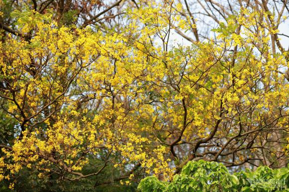 Bán đảo Sơn Trà ngập sắc vàng hoa lim xẹt, du khách không muốn rời bước
