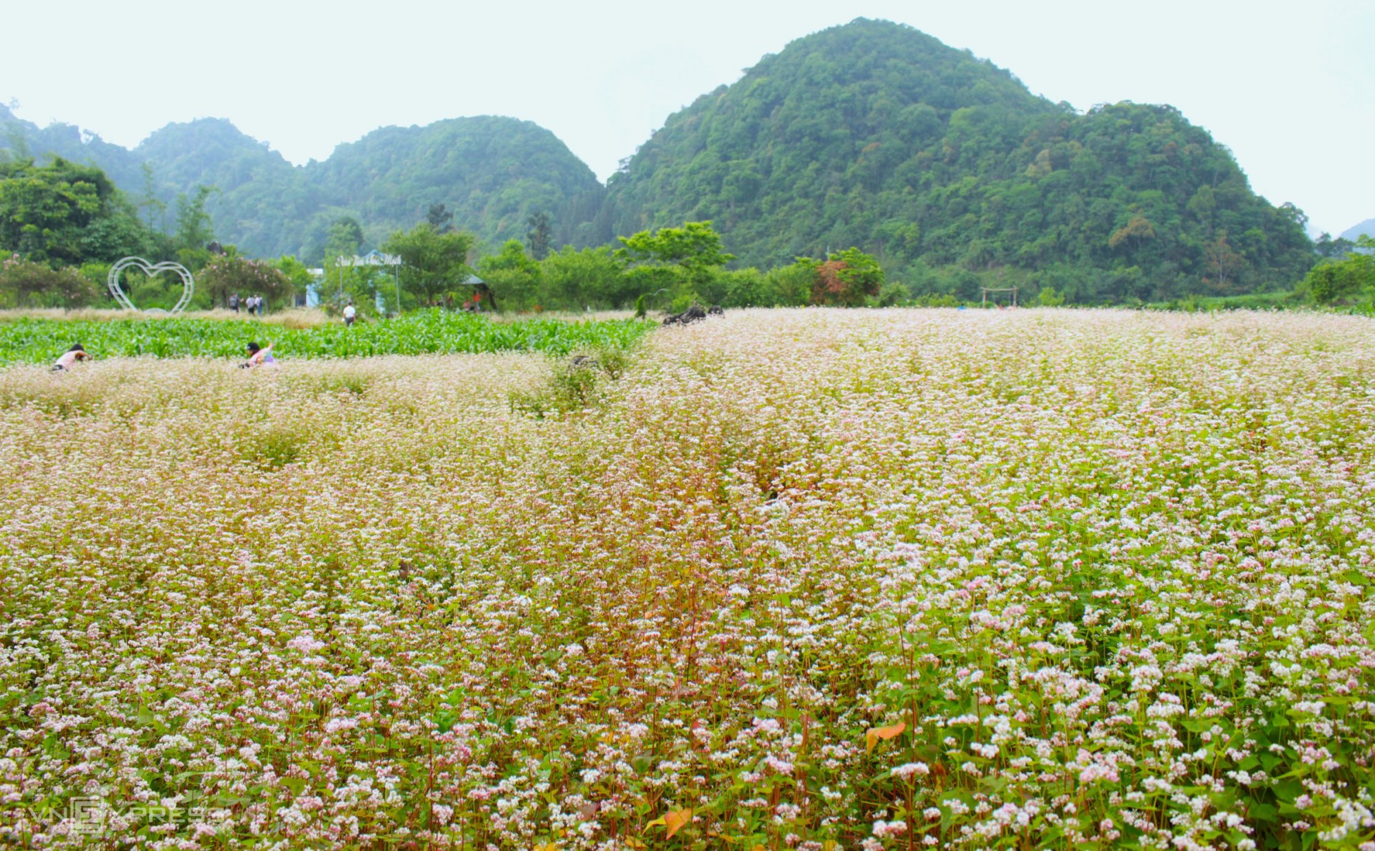 Hoa tam giác mạch trái mùa ở Hà Giang