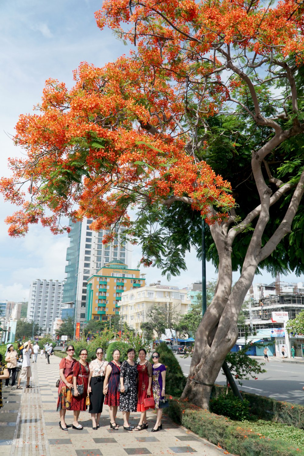 TSTtourist-cay-phuong-nua-la-nua-hoa-3