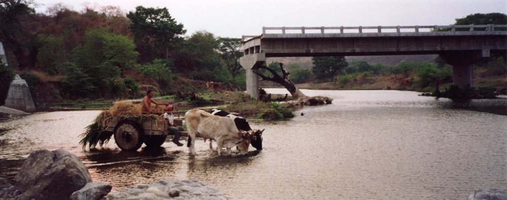 TSTtourist-su-that-ve-cay-cau-vo-dung-nhat-the-gioi-7