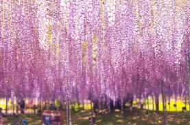 Đẹp nên thơ vườn hoa tử đằng ở công viên Ashikaga, Nhật Bản