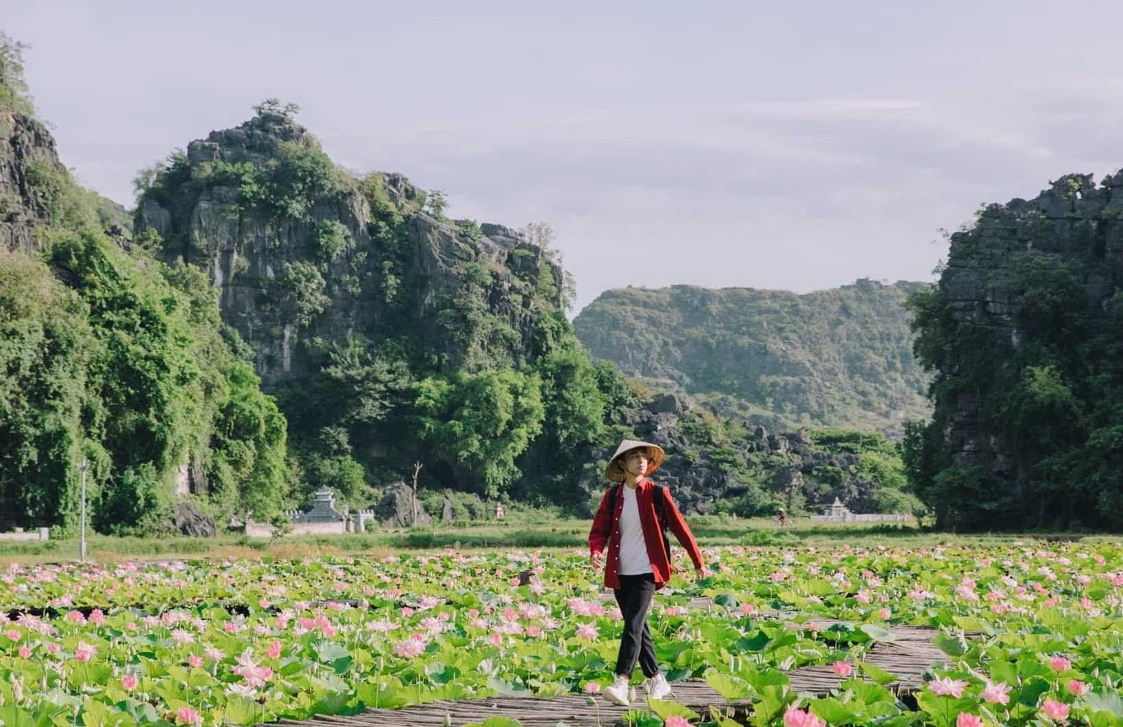 Đầm sen cánh nhỏ nở rộ đẹp long lanh, du khách lặn lội 100 km về Ninh Bình check-in