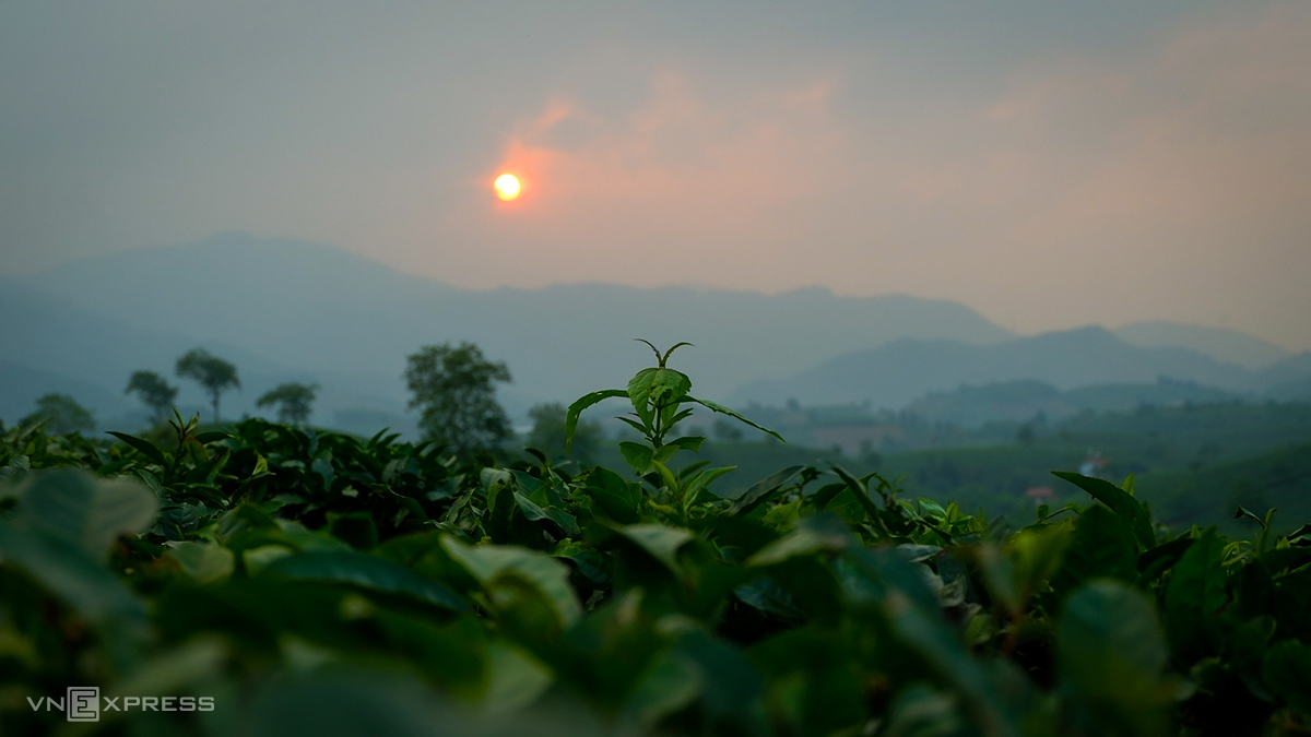 Ngắm hoàng hôn trên đồi chè Phú Thọ