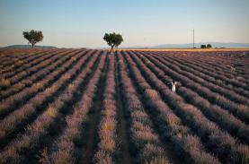 Cô gái Việt từ ghét đến mê mùi hoa lavender