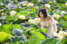 Độc đáo sen vàng hút khách đến check-in ở Hà Nội