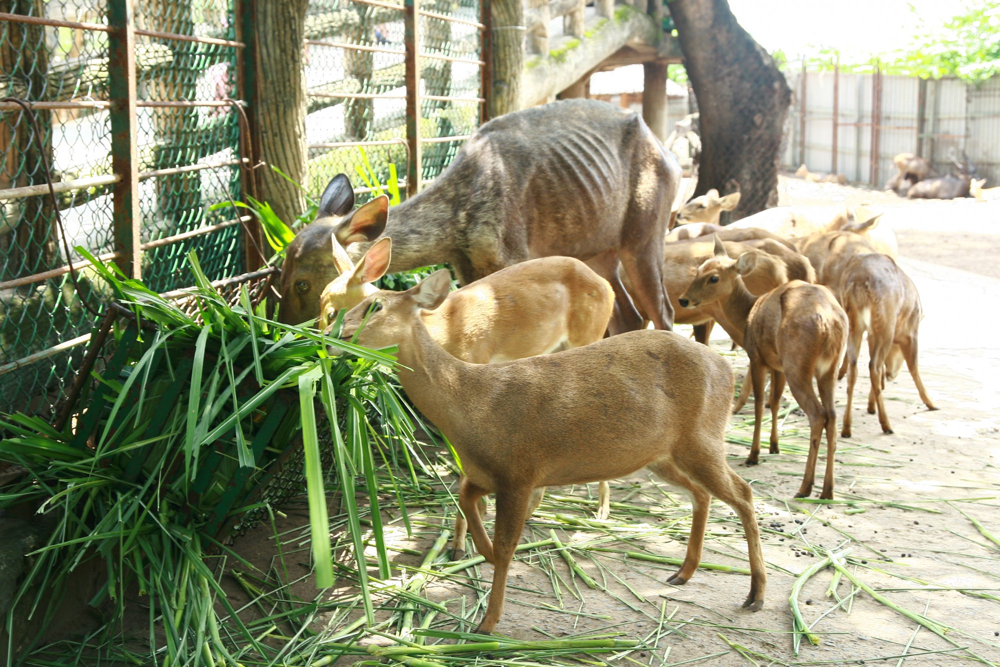 Sở thú 156 tuổi 'kêu cứu'