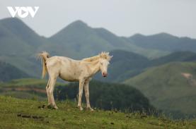 Đến thăm "Vương quốc Ngựa bạch" xứ Lạng