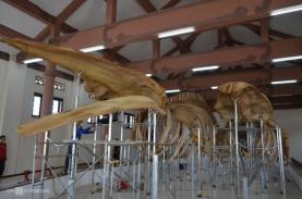 5 nơi lưu giữ xương cá voi ở Việt Nam