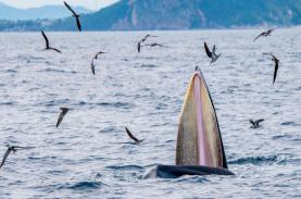 Cá voi xanh tạo cảnh kỳ thú trên biển Bình Định