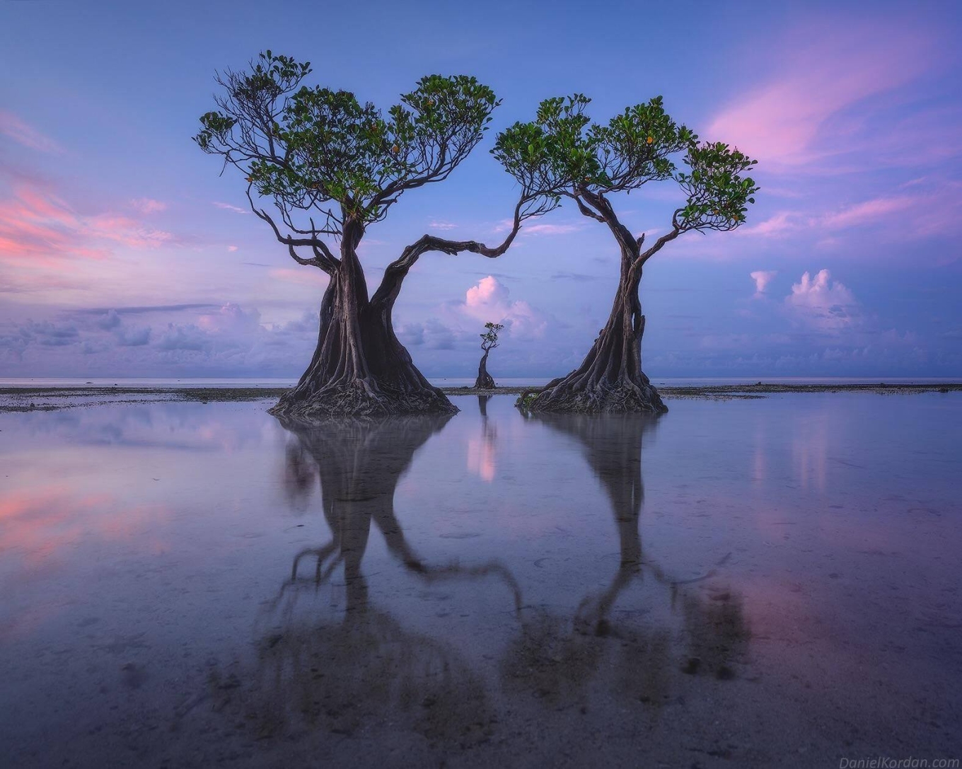 Cây 'nhảy múa' lúc hoàng hôn ở Indonesia